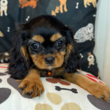 Lacy Cavalier King Charles Spaniel 04
