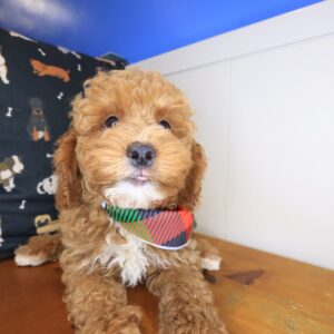 Leonardo Goldendoodle 01 Leonardo Goldendoodle 01