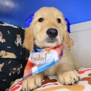 Lilibet Golden Retriever 01 Lilibet Golden Retriever 01