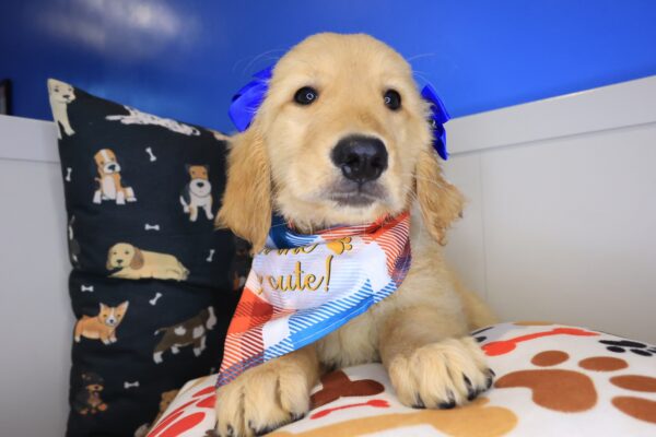 Lilibet Golden Retriever 01