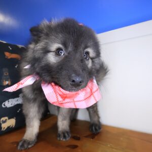 Lilith Keeshond 01 Lilith Keeshond 01