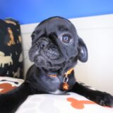 Lobelia Pug 03