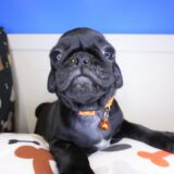 Lobelia Pug 04