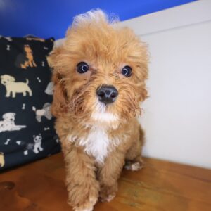 Majest Maltipoo 01