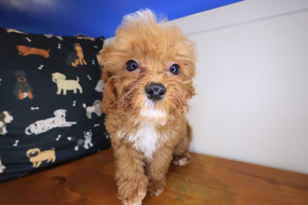 Majest Maltipoo 01
