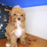 Majest Maltipoo 02