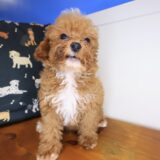 Majest Maltipoo 04