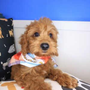 Marshall Goldendoodle 01 https://pettitookc.com/wp-content/uploads/2026/09/Marshall-Goldendoodle-01-300x300.jpg