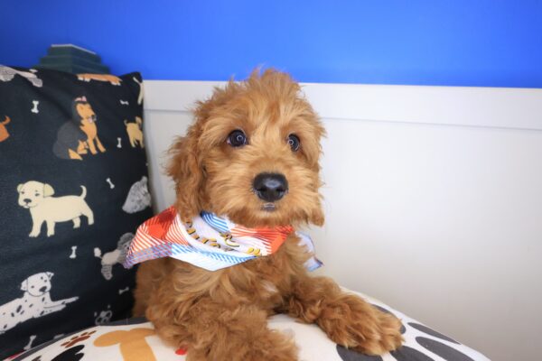 Marshall Goldendoodle 01