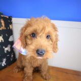 Marshall Goldendoodle 02