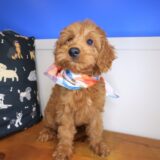 Marshall Goldendoodle 03