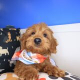 Marshall Goldendoodle 04