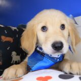 Max Golden Retriever 01