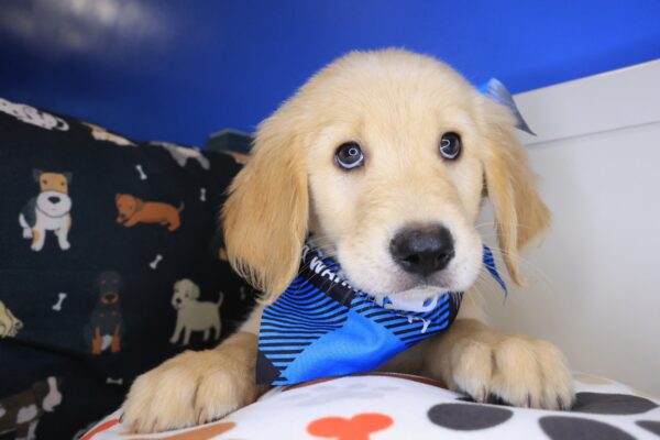 Max Golden Retriever 01