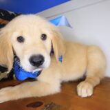 Max Golden Retriever 02