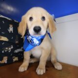 Max Golden Retriever 03