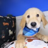 Max Golden Retriever 04