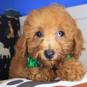 Middy Poodle 01 Middy Poodle 01