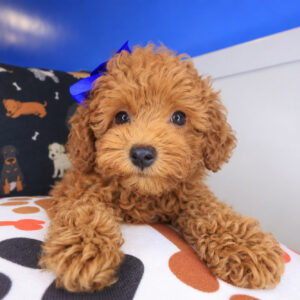 Midnight Poodle 01 Midnight Poodle 01