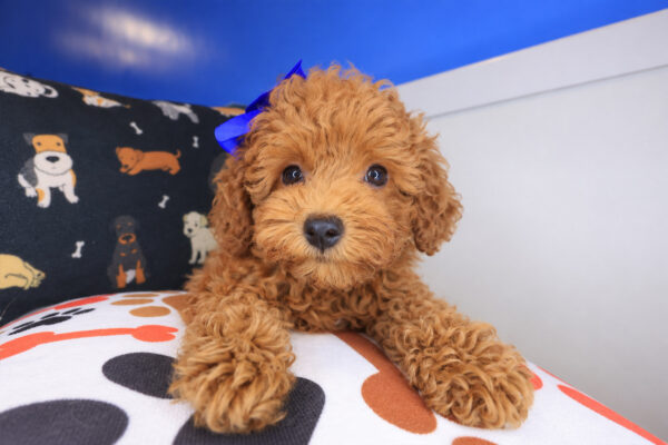 Midnight Poodle 01