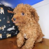 Midnight Poodle 02