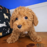 Midnight Poodle 03