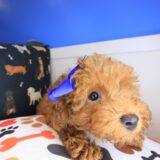 Midnight Poodle 04