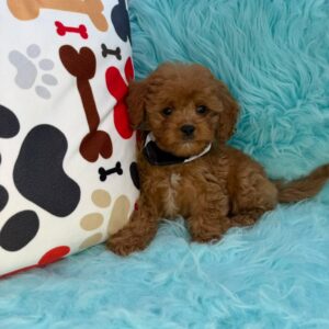 Miro Cavapoo 01