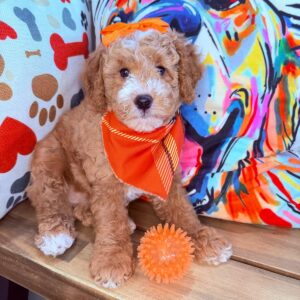 Miso Goldendoodle 01