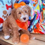 Miso Goldendoodle 02