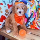 Miso Goldendoodle 04