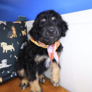 Monty Aussiedoodle 01 Monty Aussiedoodle 01