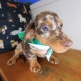 Murphy Dachshund 03