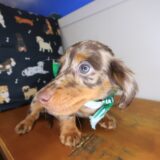 Murphy Dachshund 04