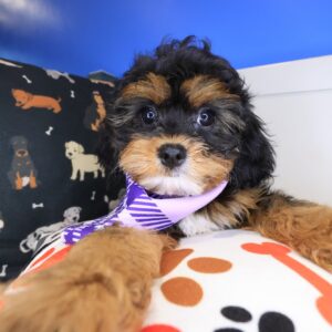 Nellie Cavapoo 01 Nellie Cavapoo 01