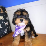 Nellie Cavapoo 02