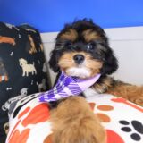 Nellie Cavapoo 03