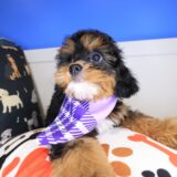 Nellie Cavapoo 04