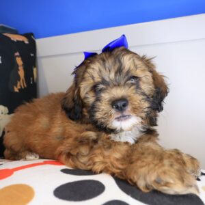 Nellie Shihpoo 01 Nellie Shihpoo 01
