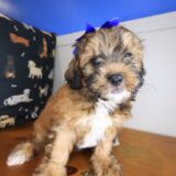 Nellie Shihpoo 03