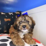 Nellie Shihpoo 04