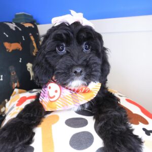 Noodle Cavapoo 01 Noodle Cavapoo 01
