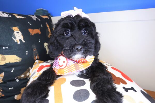 Noodle Cavapoo 01