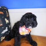 Noodle Cavapoo 02