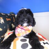 Noodle Cavapoo 03