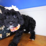 Noodle Cavapoo 04
