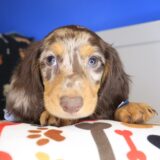 Oliver Dachshund 01