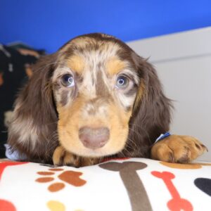Oliver Dachshund 01 Oliver Dachshund 01