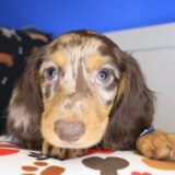 Oliver Dachshund 03