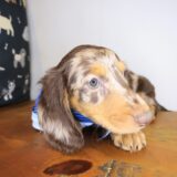 Oliver Dachshund 04